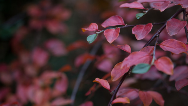 Red Leafs Wallpaper