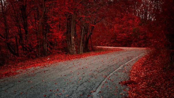 Red Leaves On Road Autumn Season Wallpaper