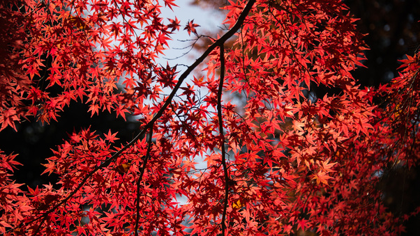 Red Leaves Tree Close Up 5k Wallpaper