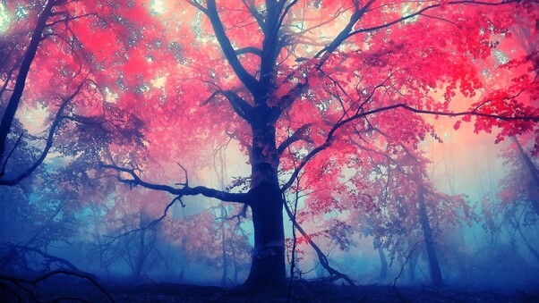 Red Leaves Tree Wallpaper