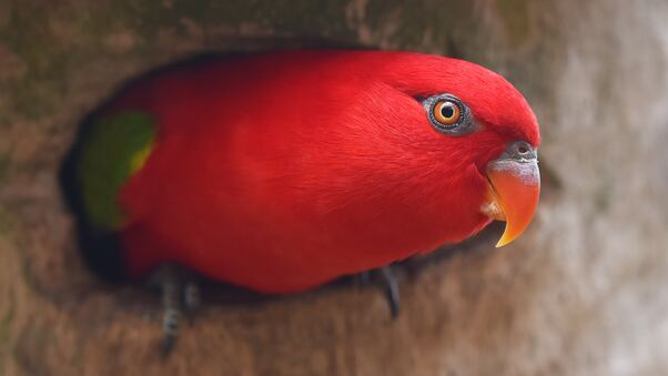 Red Parrot Portrait Wallpaper