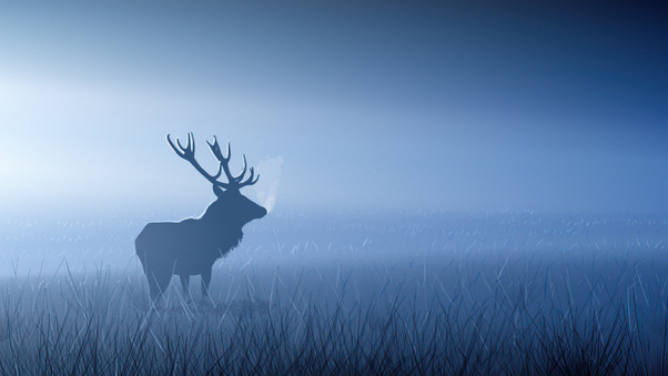 Red Stag In Morning Fog Wallpaper