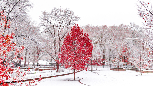 Red Winter Central Park 5k Wallpaper