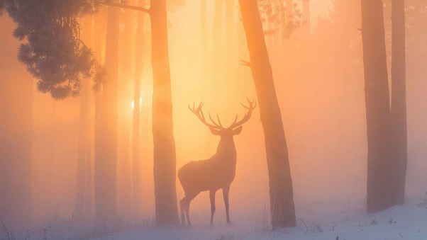 Reindeer In The Misty Woodland Wallpaper