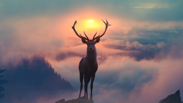 Reindeer Morning Glory Wallpaper