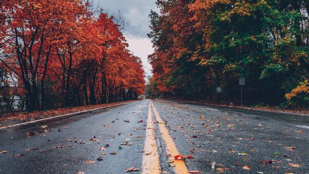 Road Between Autumn Trees 5k Wallpaper