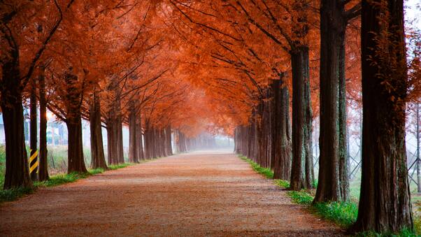Roadway Surrounde By Trees 5k Wallpaper