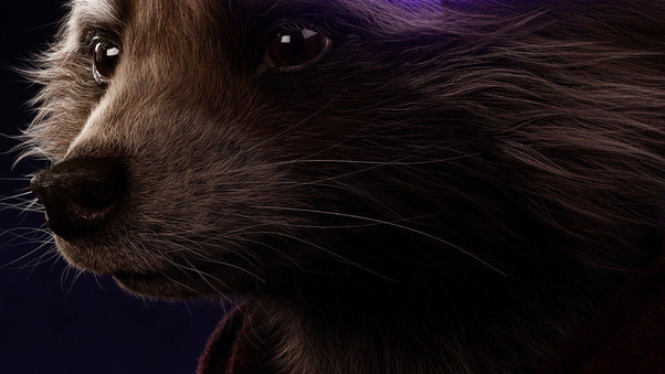 Rocket Raccoon Avengers Endgame 2019 Poster Wallpaper