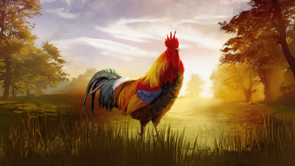 Rooster At Country Sunrise (2560x1600) Resolution Wallpaper