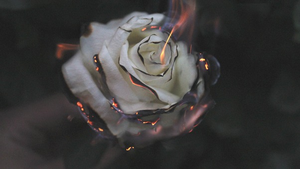 rose-fire-photography-smoke-fl.jpg