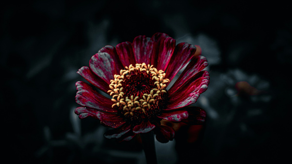 Ruby Blossom In Shade (3000x2000) Resolution Wallpaper