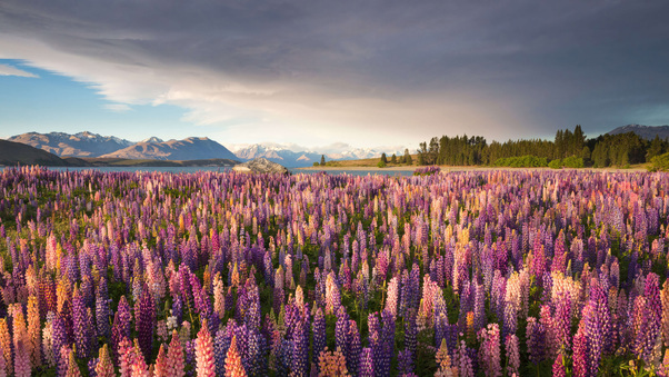 Russell Lupine Flower Garden At Tekapo Lake In New Zealand Wallpaper