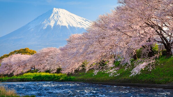 Sakura River japan Wallpaper