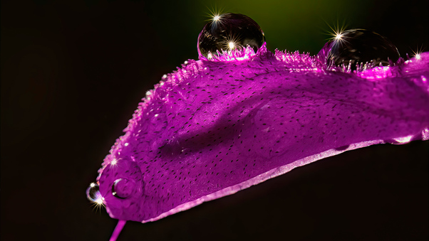 Salvia With Droplets 5k Wallpaper