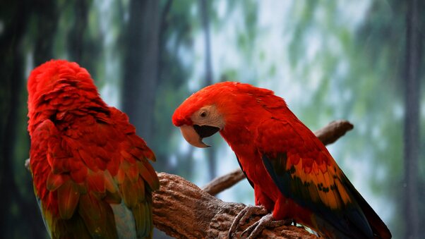 Scarlet Macaw 5k Wallpaper