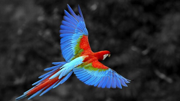 Scarlet Macaw Bird Wallpaper