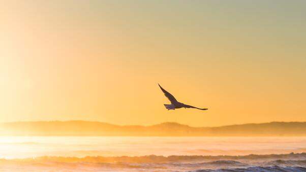 Sea Gull Flying In Epic Sunshine 5k Wallpaper