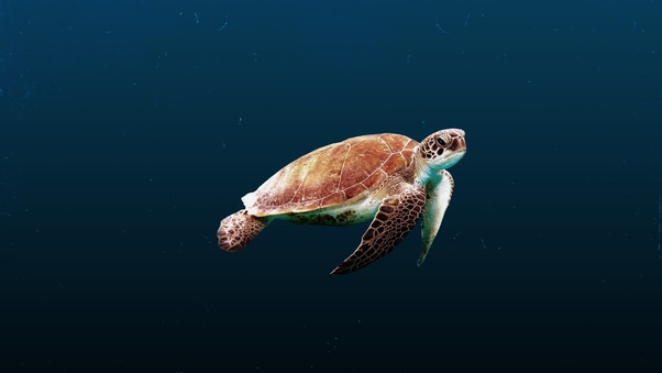 Sea Turtle, HD Animals, 4k Wallpapers