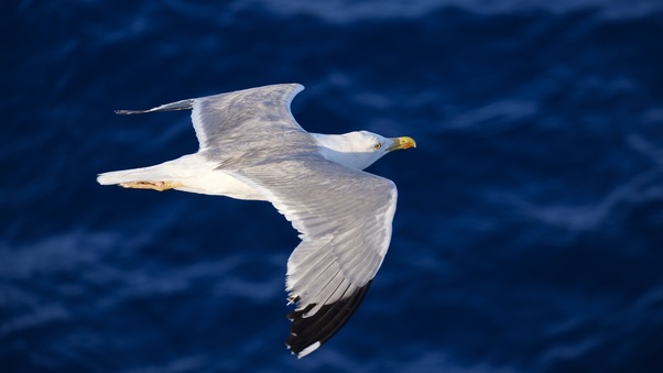 Seagull Flying 5k Wallpaper