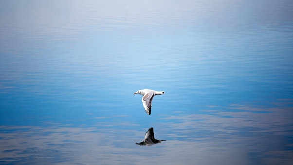 Seagull Flying Over Body Of Water Wallpaper