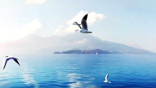 Seagulls In Switzerland Wallpaper