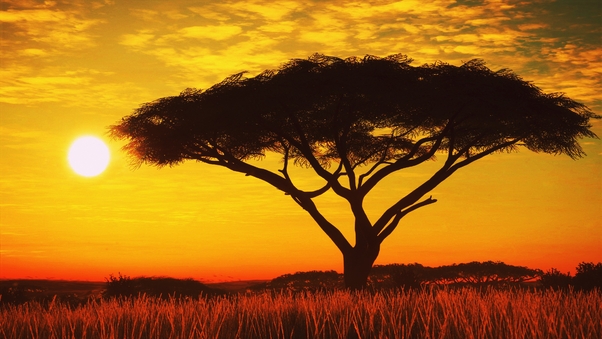 Serengeti Sunset 4k Wallpaper