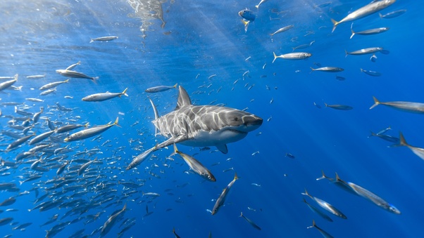 Shark Fish Wallpaper