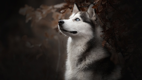 Siberian Husky Dog Breed Wallpaper