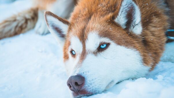 Siberian Husky In Snow Wallpaper