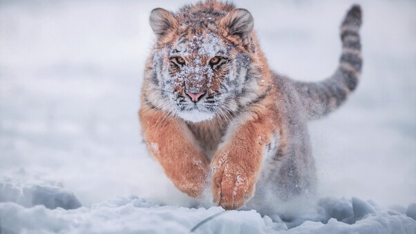 Siberian Tiger In Snow Wallpaper