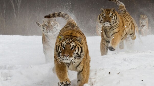 Siberian Tigers Wallpaper