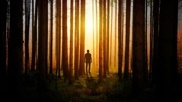Silhouette Of A Man In Woods Covered By Tress Sunbeams Wallpaper