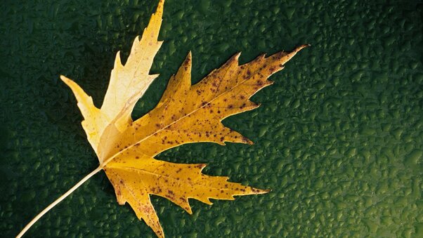 Simple Leaf Wallpaper