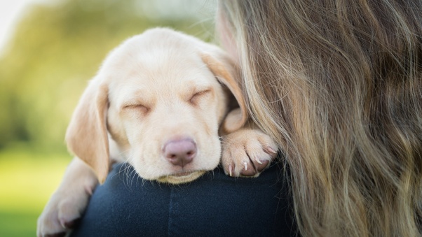 Sleeping Labrador Retriever In Girls Arms Wallpaper