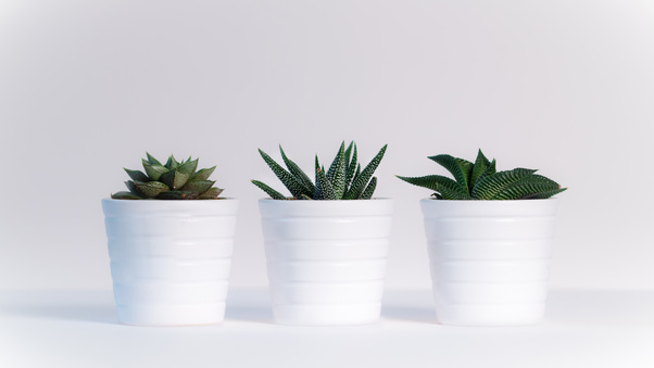 Small Plants In White Pots Wallpaper