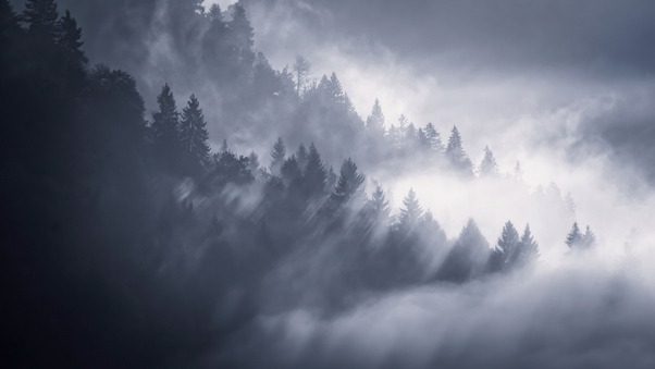 Snow Fog Trees 5k Wallpaper