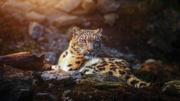 Snow Leopard Wild Animal Wallpaper