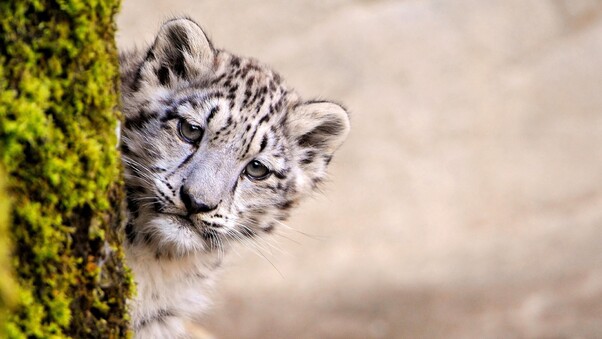 Snow Leopard Young Wallpaper