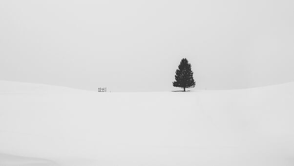 Snow Tree Minimal 5k Wallpaper
