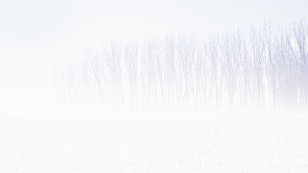 Snow Trees Abstract Wallpaper