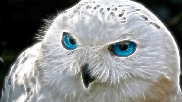 Snowly Owl Art Wallpaper