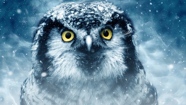 Snowy Owl Eyes Closeup 4k Wallpaper