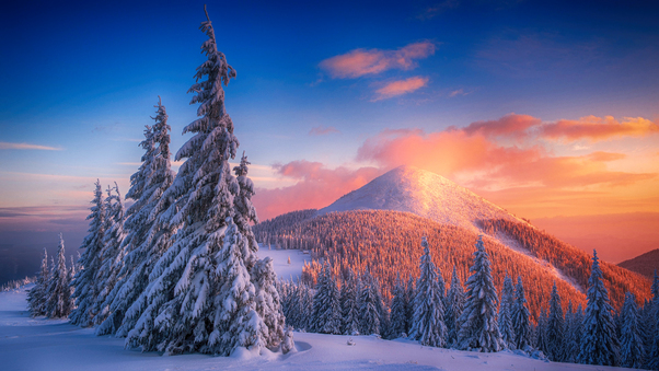 Snowy Pine Trees And Mountains 4k Wallpaper