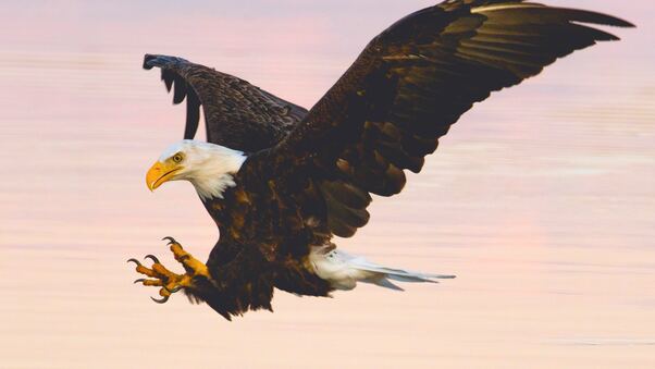 Soaring Eagle Over Water Body Wallpaper