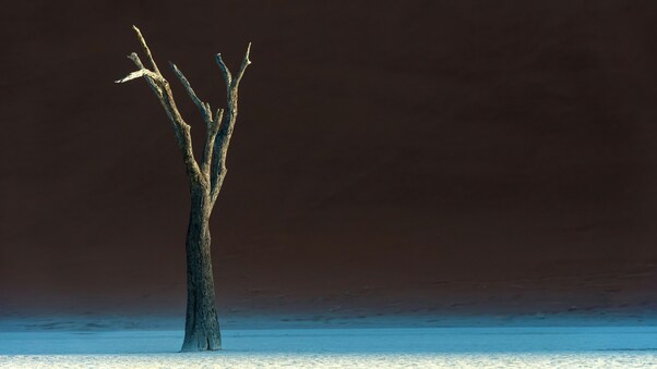 Solitary Oasis Desert Tree Wallpaper
