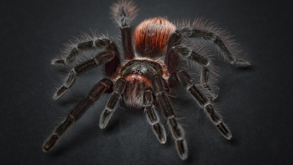 Spider Tarantula Arachnophobia Insect Macro Wallpaper