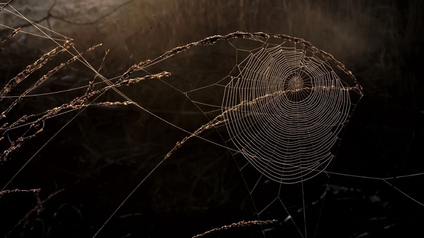Spider Web Macro Wallpaper