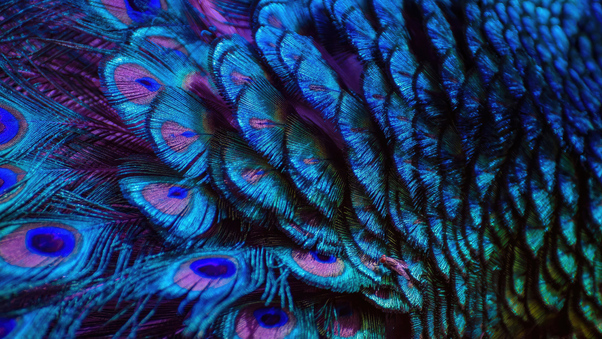 Splendid Peacock Feather 4k Wallpaper