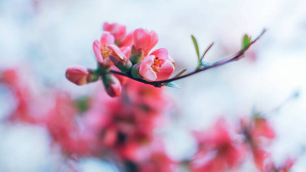 Spring Blossom 4k Wallpaper