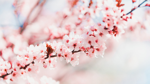 Spring Flower (3000x2000) Resolution Wallpaper